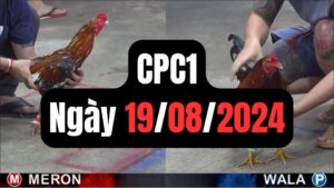 Trực tiếp thomo CPC1 19-08-2024